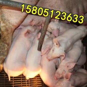 仔猪多少钱一斤仔猪多少钱一头哪里有仔猪出售卖的