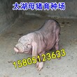 梅山黑母猪多少钱一头？哪里有梅山黑母猪出售？图片