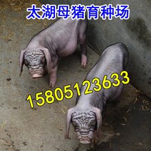 江苏宿迁哪里出售太湖黑母猪价格便宜?图片