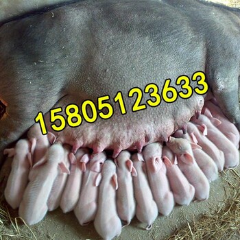 现在什么品种的母猪产崽多母猪产仔率高哪个母猪品种好!!!