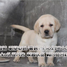 番禺区哪里有卖纯种拉布拉多幼犬番禺狗场广州拉布拉多犬