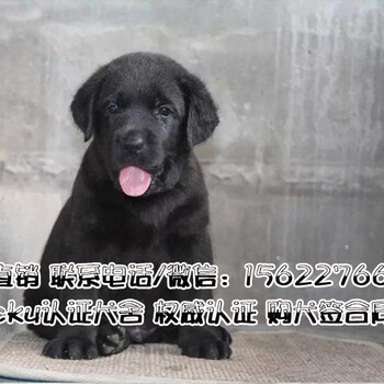 广州买狗哪个地方好广州荔湾区哪里有卖拉布拉多犬