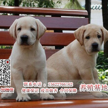 广州哪里有卖拉布拉多广州正规狗场直销拉布拉多
