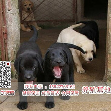 广州市荔湾区芳村卖狗的广州哪里有卖拉布拉多猎犬
