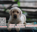 广州出售拉布拉多幼犬完美家庭伴侣犬-广州萝岗区