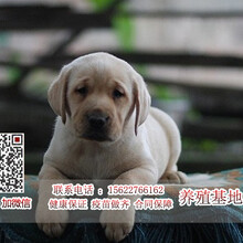 广州出售拉布拉多幼犬完美家庭伴侣犬-广州萝岗区