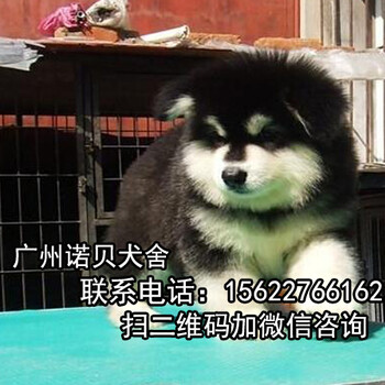 清远阿拉斯加犬出售阿拉斯加幼犬阿拉斯加多少钱一只