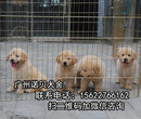 花都狗场哪里有卖纯种金毛犬多少钱一只广州狗场拉多小狗