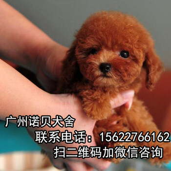 番禺纯种泰迪幼犬多少钱一只广州番禺泰迪狗场