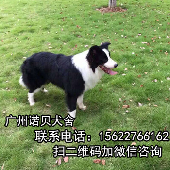 广州增城边境牧羊犬多少钱一只广州增城诺贝犬舍