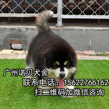 广州的狗场广州诺贝狗场犬业协会指点犬类销售