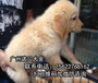 金毛犬广州南沙区附近哪里好玩有卖宠物狗