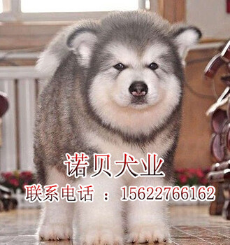 阿拉斯加犬和哈士奇的区别广州阿拉斯加犬怎么卖