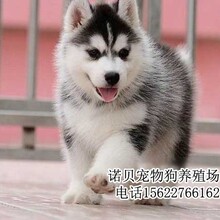 深圳市什么地方有卖哈士奇犬深正市哪里买哈士奇