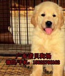 从化哪里有狗场出售纯种金毛犬小狗图片0