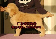 从化哪里有狗场出售纯种金毛犬小狗图片1