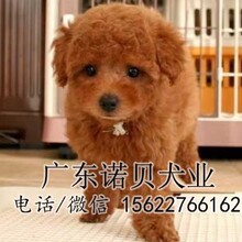珠海斗门哪里有卖纯种泰迪小狗多少钱一只泰迪犬
