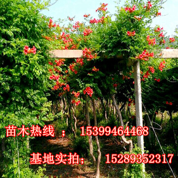 凌霄花苗批發(fā)