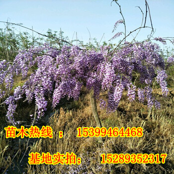 紫藤苗木花卉