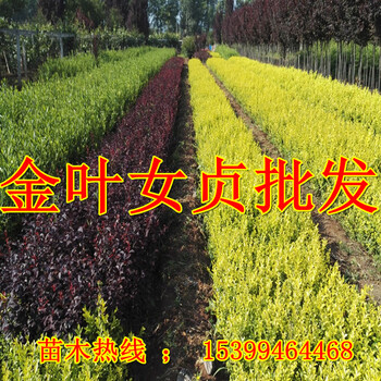 西安綠化苗木基地供應(yīng)金葉女貞周至女貞苗價格