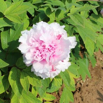 寧夏西吉縣月季牡丹花苗