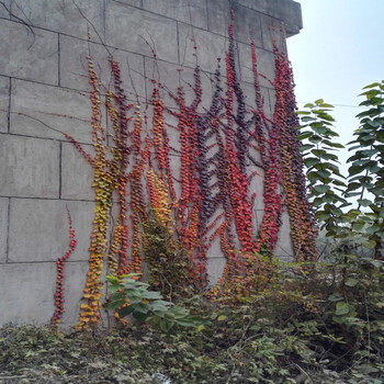 庭院綠化爬山虎苗木春秋栽植成活好,常青藤