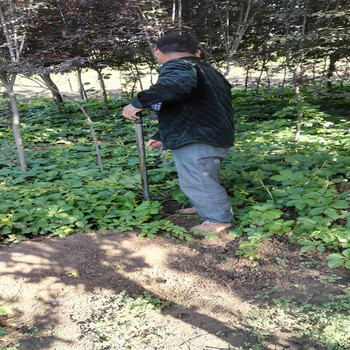 爬山虎苗圃存量富足,三叶地锦