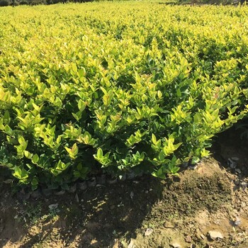 金叶女贞风景树树哪里多便宜绿化苗木基地45高4毛一棵