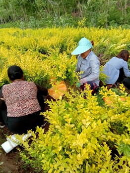 金叶女贞陕西绿化苗木基地45高4毛一棵,常绿女真