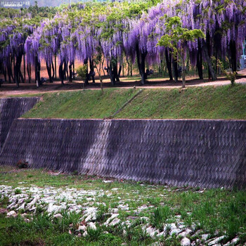 酒泉紫藤最近种植户,爬藤凌霄