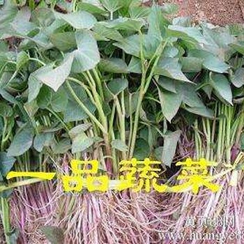 2017年脱毒红薯苗龙薯9批发价格