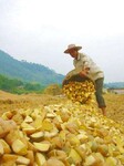 供应脱毒马铃薯种子荷兰土豆种子批发厂家