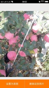 封丘縣那有大果樹占地果樹蘋果樹梨樹桃樹