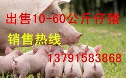 山东大的仔猪养殖基地直供10-60公斤仔猪图片0