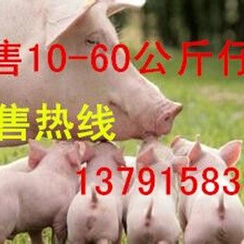 山东瘦肉型仔猪直供