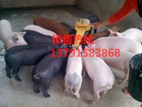 山东大的仔猪养殖基地直供10-60公斤仔猪图片1
