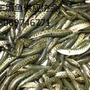 2017年山東優(yōu)質(zhì)黑魚苗（烏魚苗才魚苗火頭魚苗）批發(fā)