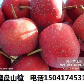 遼寧山楂苗，山楂苗價格.