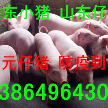 30斤小豬小豬便宜