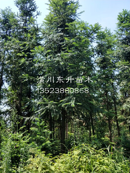 河南12公分云杉價格