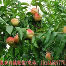 集安白桃北冰紅冰葡萄酒集安邊條參央視2套《生財(cái)有道》10月16日集安三寶圖片
