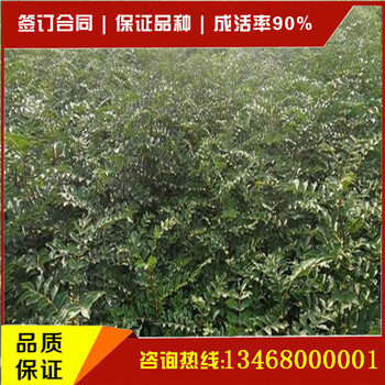山東的花椒苗價(jià)格山東的花椒苗品質(zhì)