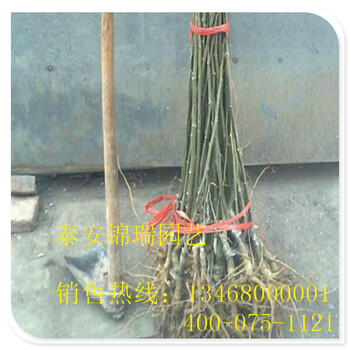 山東的板栗苗價格山東的板栗苗品質