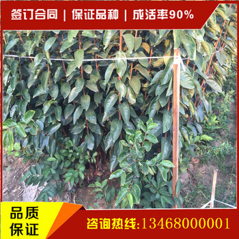 哪里能買到品種的柿子苗