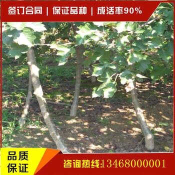 哪里能買到品種的山楂苗