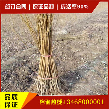 山東的李子苗價(jià)格山東的李子苗品質(zhì)
