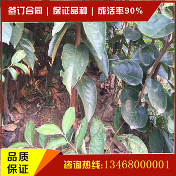 哪里有柿子苗種植基地哪里的柿子苗品種