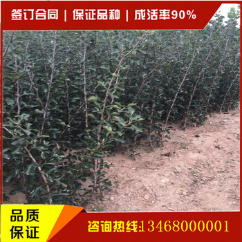 供應(yīng)商推出山楂苗新品種山楂苗新品上市