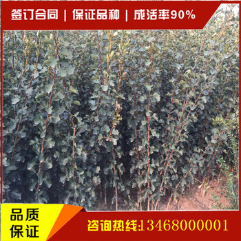 山楂苗適不適合北方種植山楂苗適不適合南方種植