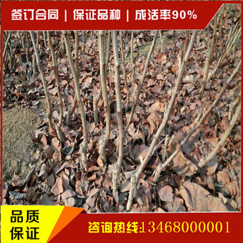 山楂苗新品種山楂苗圖片山楂苗價(jià)格